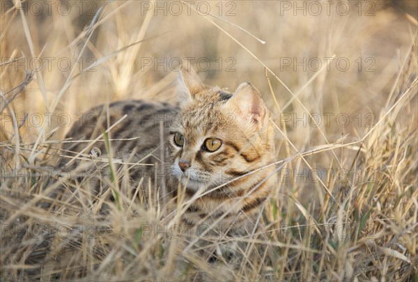 Black-footed Cat (Felis nigripes)