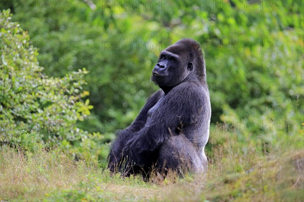 Western Lowland Gorilla (Gorilla gorilla gorilla)