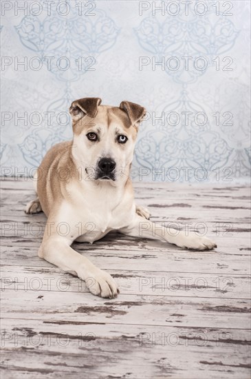Akita Inu mixed-breed dog