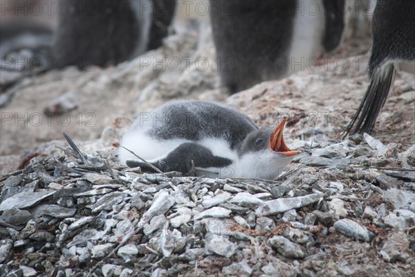 Gentoo Penguin (Pygoscelis papua)