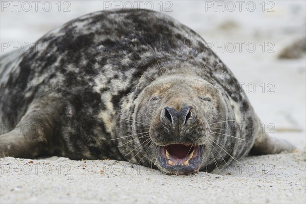 Grey Seal (Halichoerus grypus)