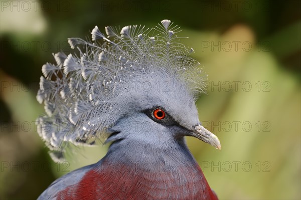 Victoria Crowned Pigeon (Goura victoria)