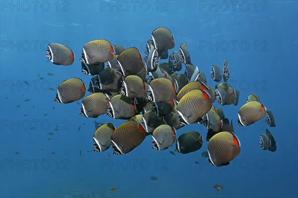 Redtail Butterflyfish (Chaetodon collare)