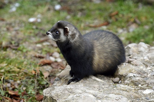 European polecat (Mustela putorius)