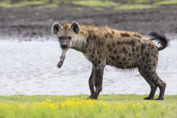 Spotted Hyena (Crocuta crocuta) with foot of prey