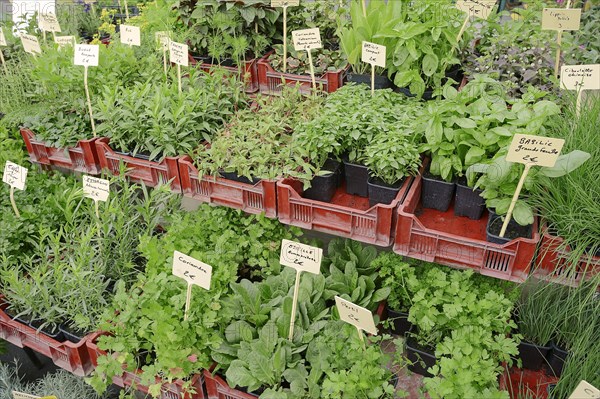 Market stall with various herbs