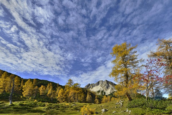 Larch forest (Larix decidua)