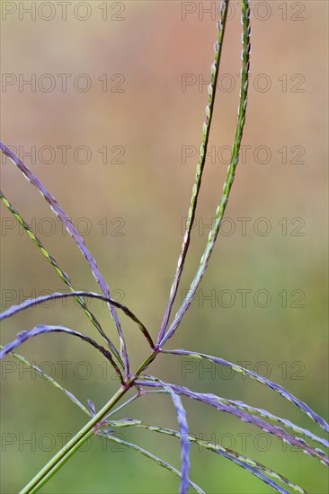 hairy crabgrass (Digitaria sanguinalis)
