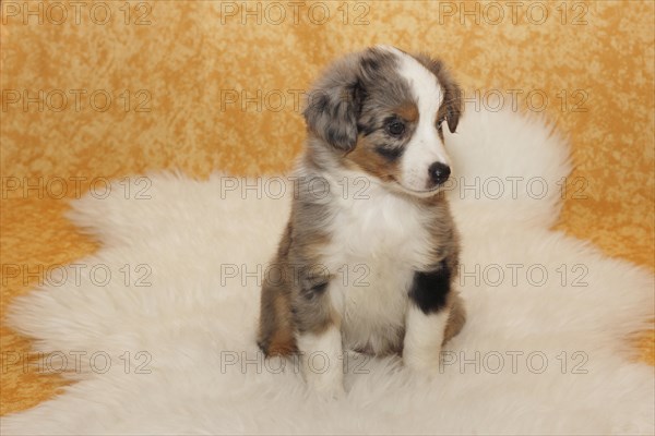 Miniature American Shepherd