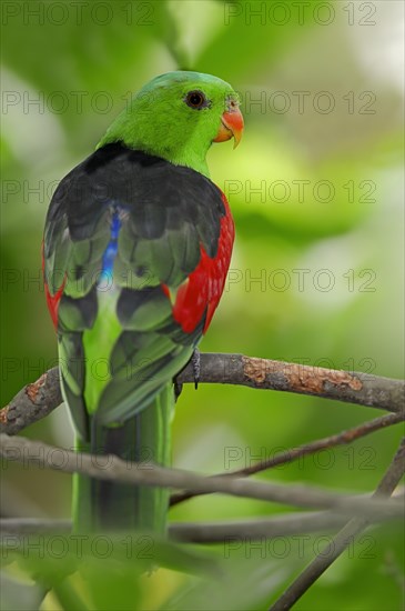 Red-winged Parrot (Aprosmictus erythropterus)