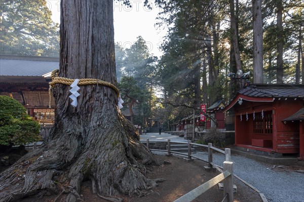 Saint Tree