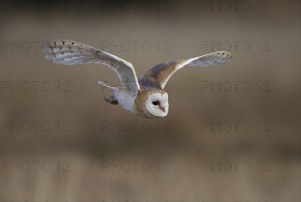 Barn Owl (Tyto alba) in flight