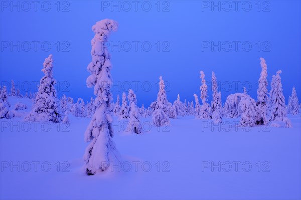 Trees in a snow-covered winter landscape