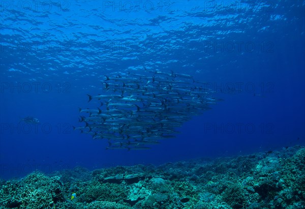 School of Blackfin Barracuda (Sphyraena qenie)