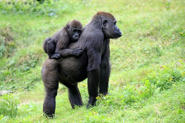 Western Lowland Gorilla (Gorilla gorilla gorilla)