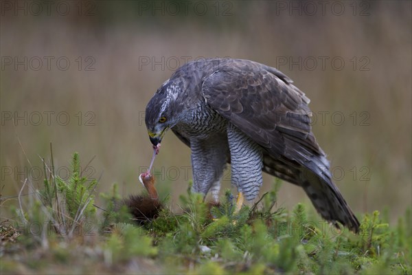 Northern Goshawk (Accipiter gentilis) with a captured squirrel