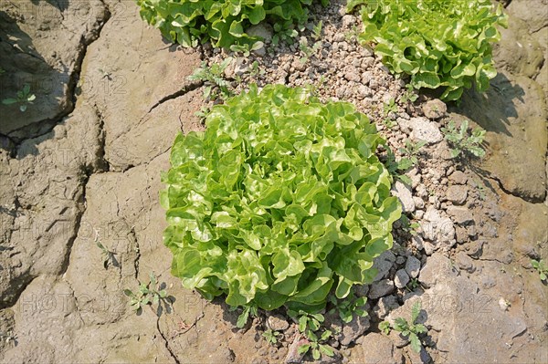 Lollo Bionda lettuce (Lactuca sativa var crispa)
