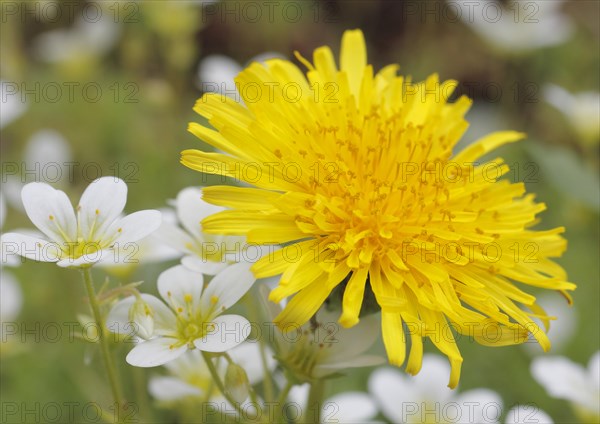 Dandelion (Taraxacum) surrounded by Musky Saxifrage or Mossy Saxifrage (Saxifraga moschata)