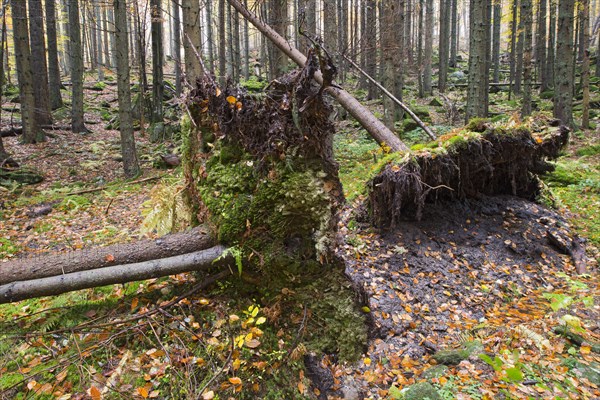 Norway Spruce (Picea abies)