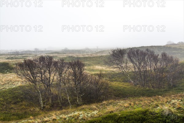Marshes in winter
