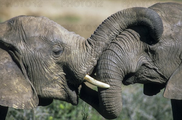 African elephants (Loxodonta africana)