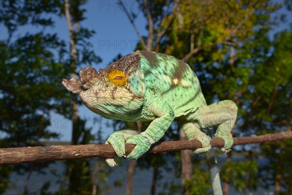 Parson's Chameleon (Calumma parsonii)