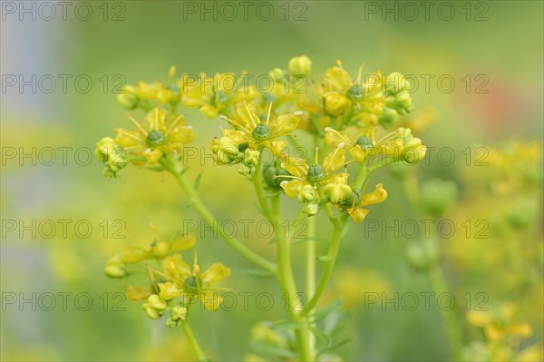 Common Rue or Herb-of-grace (Ruta graveolens)