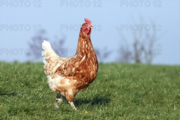Domestic chicken