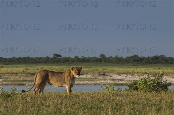 Lion (Panthera leo) at waterhole