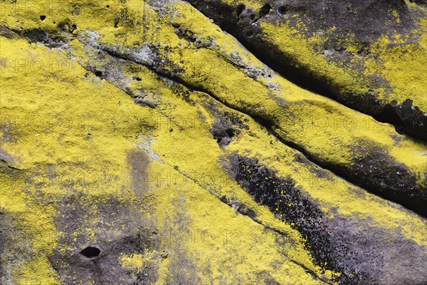 Fissured sandstone coated with Sulfur Dust Lichen (Lepraria chlorina