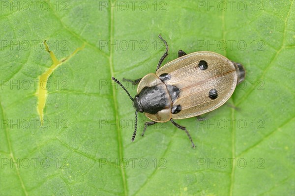 Four-spotted Carrion Beetle (Xylodrepa quadripunctata)