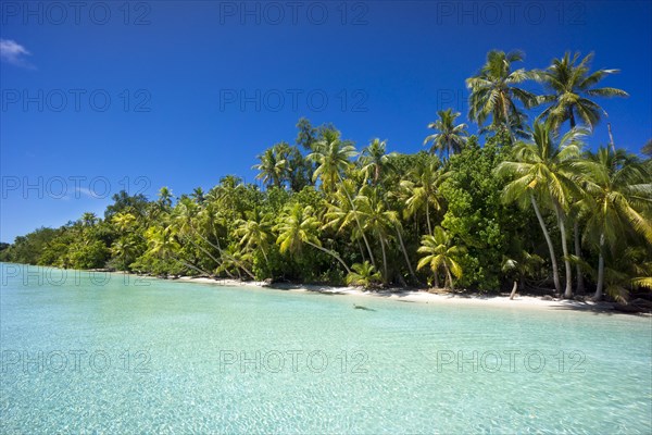 Lagoon with a sandy beach and palm trees