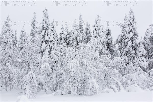 Snow-covered trees