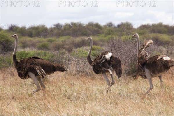 Common Ostrich (Struthio camelus)