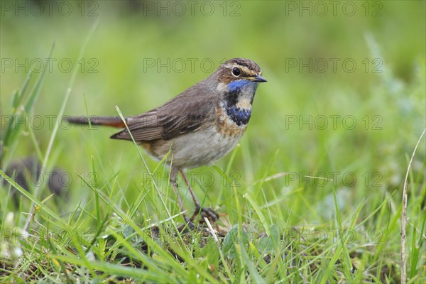 Bluethroat (Luscinia svecica cyanecula)