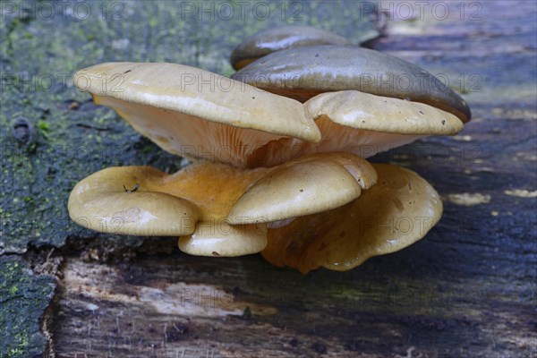 Flat Crep (Crepidotus applanatus)