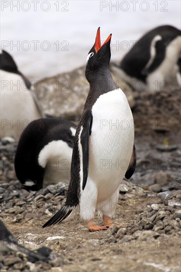Gentoo Penguins (Pygoscelis papua)