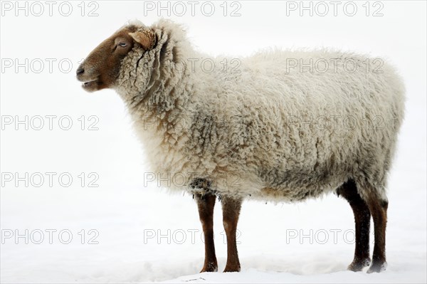 Coburger Fuchsschaf also Coburg Fox Sheep