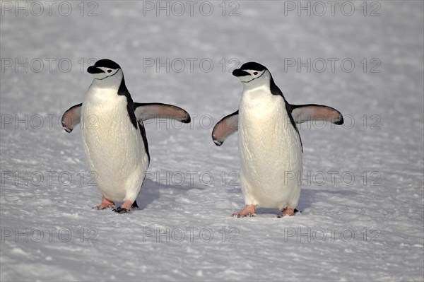 Chinstrap penguins (Pygoscelis antarctica) pair