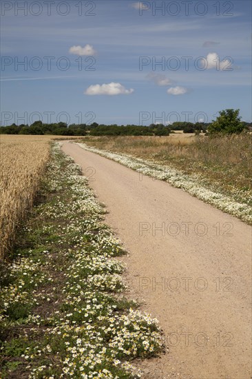 Chamomile growing along the edges of the coastal bicycle path