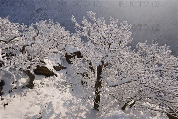 Winter landscape in the Bode Gorge
