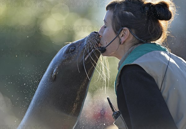 California Sea Lion (Zalophus californianus)