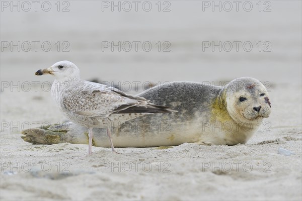 Seagull in front of a Grey Seal (Halichoerus grypus)