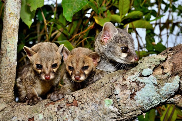 Common genets (Genetta genetta)