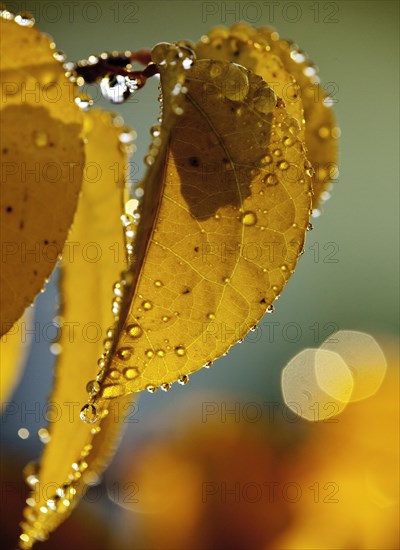 Yellow autumn leaves