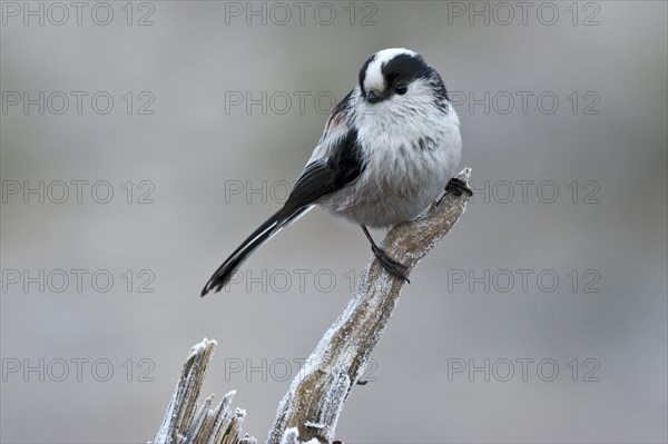 Long-tailed Tit (Aegithalos caudatus europaeus)