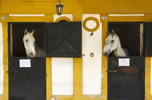 Stallions in their box stalls during the Feria del Caballo Horse Fair
