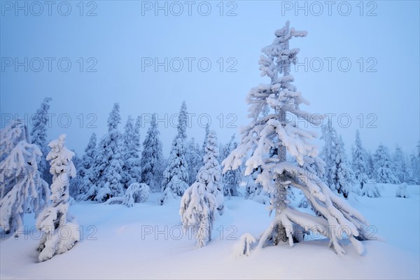 Trees in a snow-covered winter landscape