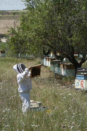 Beekeeper checking a frame of brood
