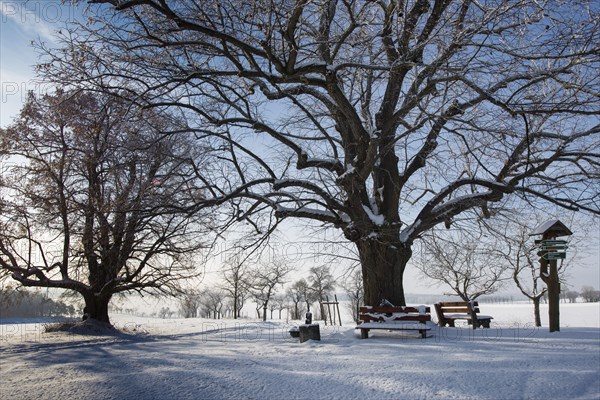 Trees in the snow